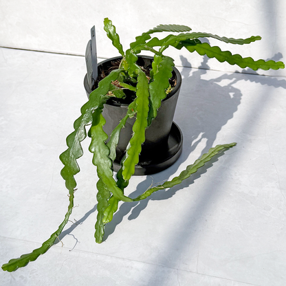 【一点もの販売】【ねこチップ】フィッシュボーンカクタス エピフィルム BLACK PLASTIC POT 4号 受け皿付き 2