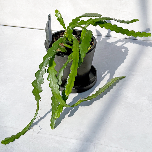 【一点もの販売】【ねこチップ】フィッシュボーンカクタス エピフィルム BLACK PLASTIC POT 4号 受け皿付き 2