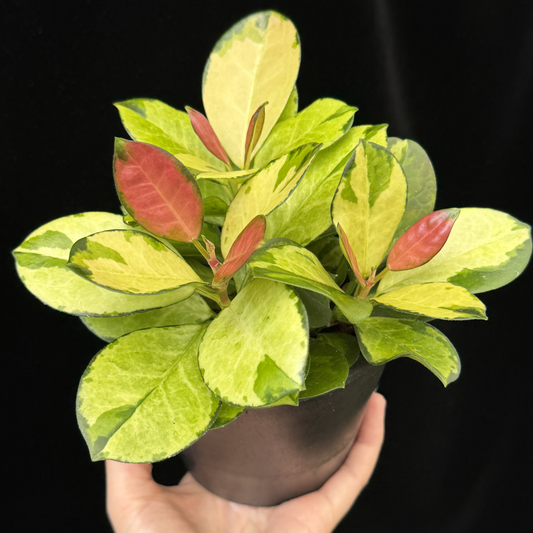 【一点もの】ホヤ オーストラリス リサ 4号 BLACK PLASTIC POT 受け皿付き ねこチップ