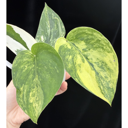【一点もの】スキンダプサス ジェイドサテン オーレア Scindapsus jadesatin aurea 6