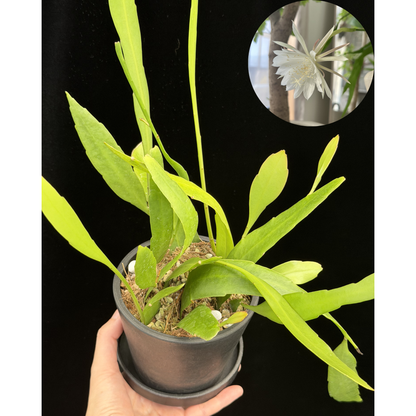 【一点もの】姫月下美人 4号 プラスチック鉢 BLACK PLASTIC POT 受け皿付き