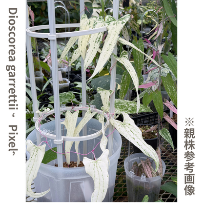 【一点もの】Dioscorea garrettii ‘Pixel’ 2.5号 クリア支柱Sサイズ仕立て ねこチップSS植え 激レア 11