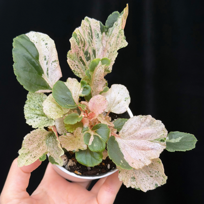 【一点もの】ベゴニア ククラータ ピンク斑入り begonia cucullata Pink variegated 希少 レア