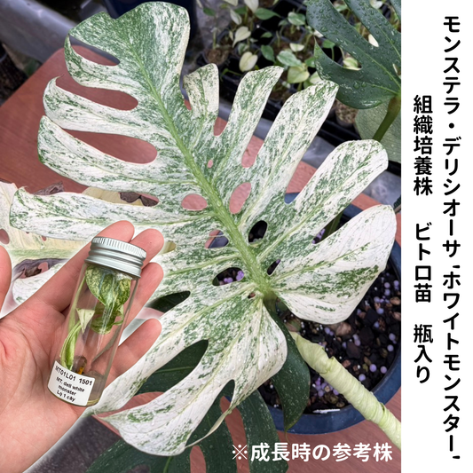 モンステラ デリシオーサ  ホワイトモンスター 組織培養（Tissue Culture）株 ビトロ苗 瓶入り 無菌苗 TC株