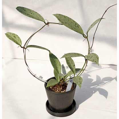 【一点もの販売】【ねこチップ】ホヤ プビカリクス シルバーゴースト Hoya Pubicalyx silver ghost 希少 レア BLACK PLASTIC POT 4号 ねこチップ クリア トレリス 支柱 2