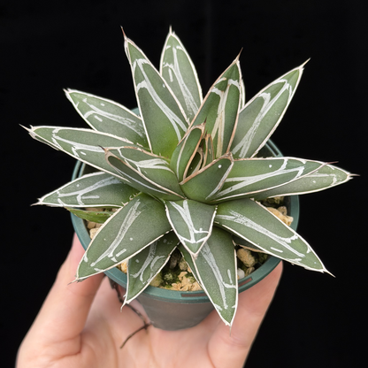 【一点もの】アガベ ビクトリアレジーナ "笹の雪" 2.5号 スリット鉢