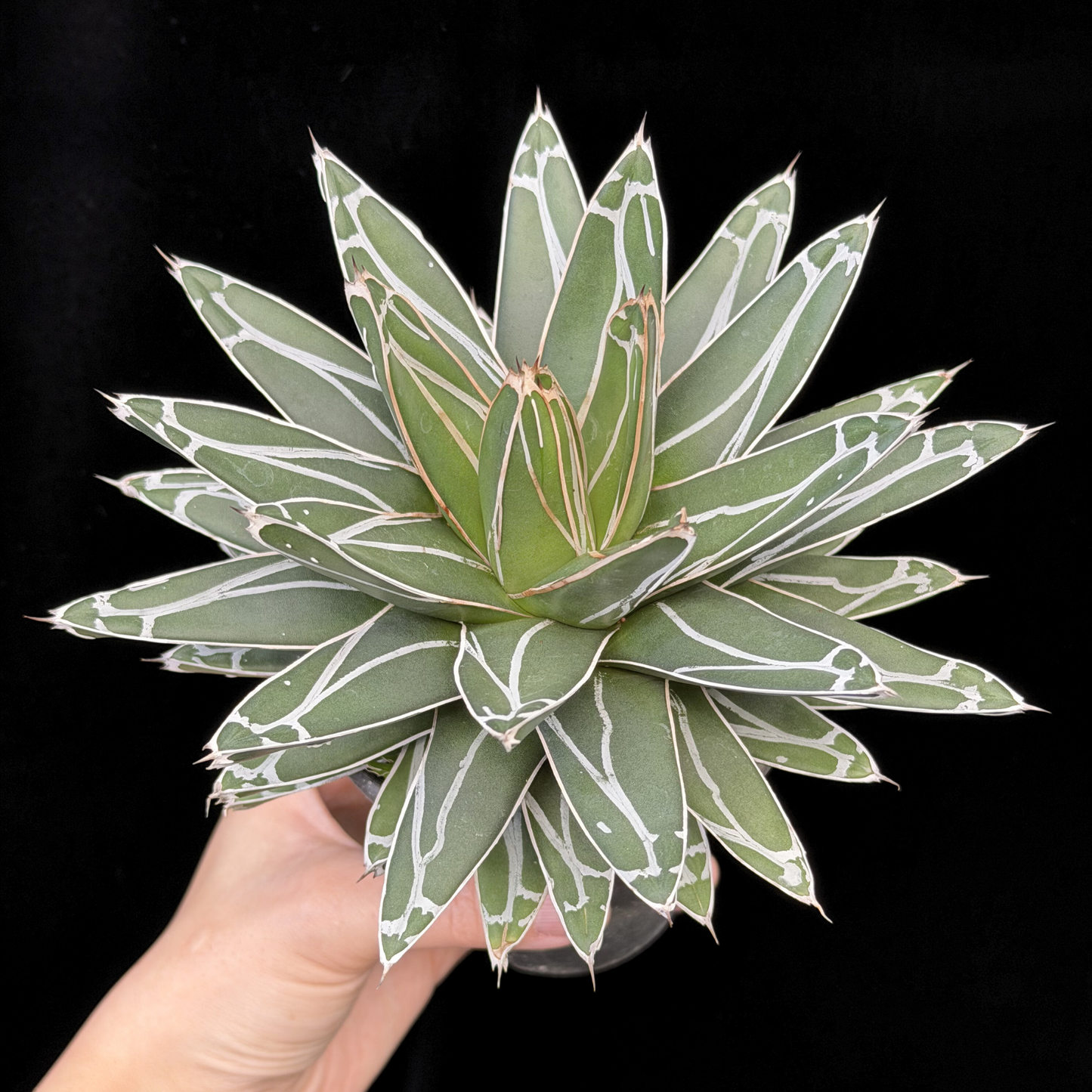 【一点もの】アガベ ビクトリアレジーナ "笹の雪" 3号 ロング SMOKED PLANTER T95 いぶし瓦と同じ製法を用いたテラコッタ鉢