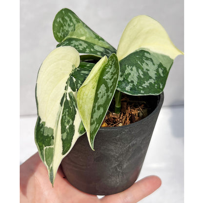 【現品販売】スキンダプサス ピクタス マヤリ Scindapsus Pictus variegata “Mayari “ 2号 ねこチップ