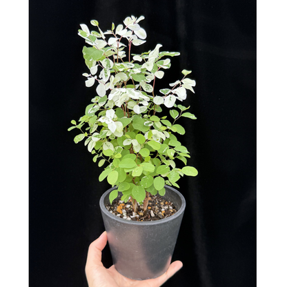 【一点もの】ヨウシュコバンノキ 4号 BLACK PLASTIC POT 受け皿付き