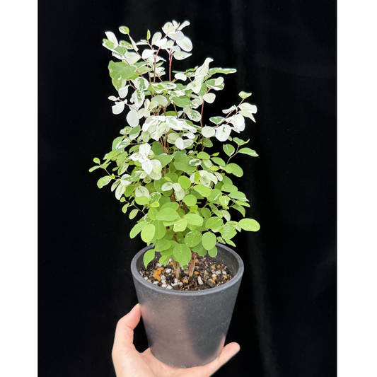 【一点もの】ヨウシュコバンノキ 4号 BLACK PLASTIC POT 受け皿付き