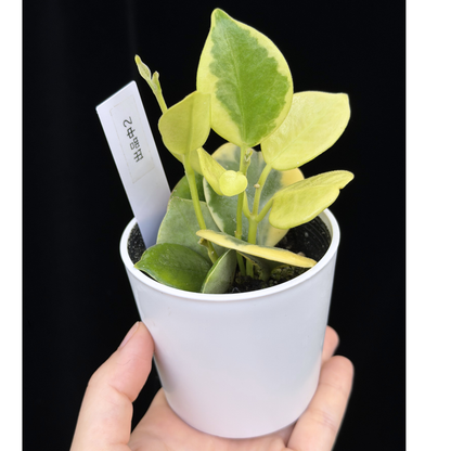 【一点もの】ホヤ オーストラリス ホワイトマージン Hoya australis 'White Margin' 2