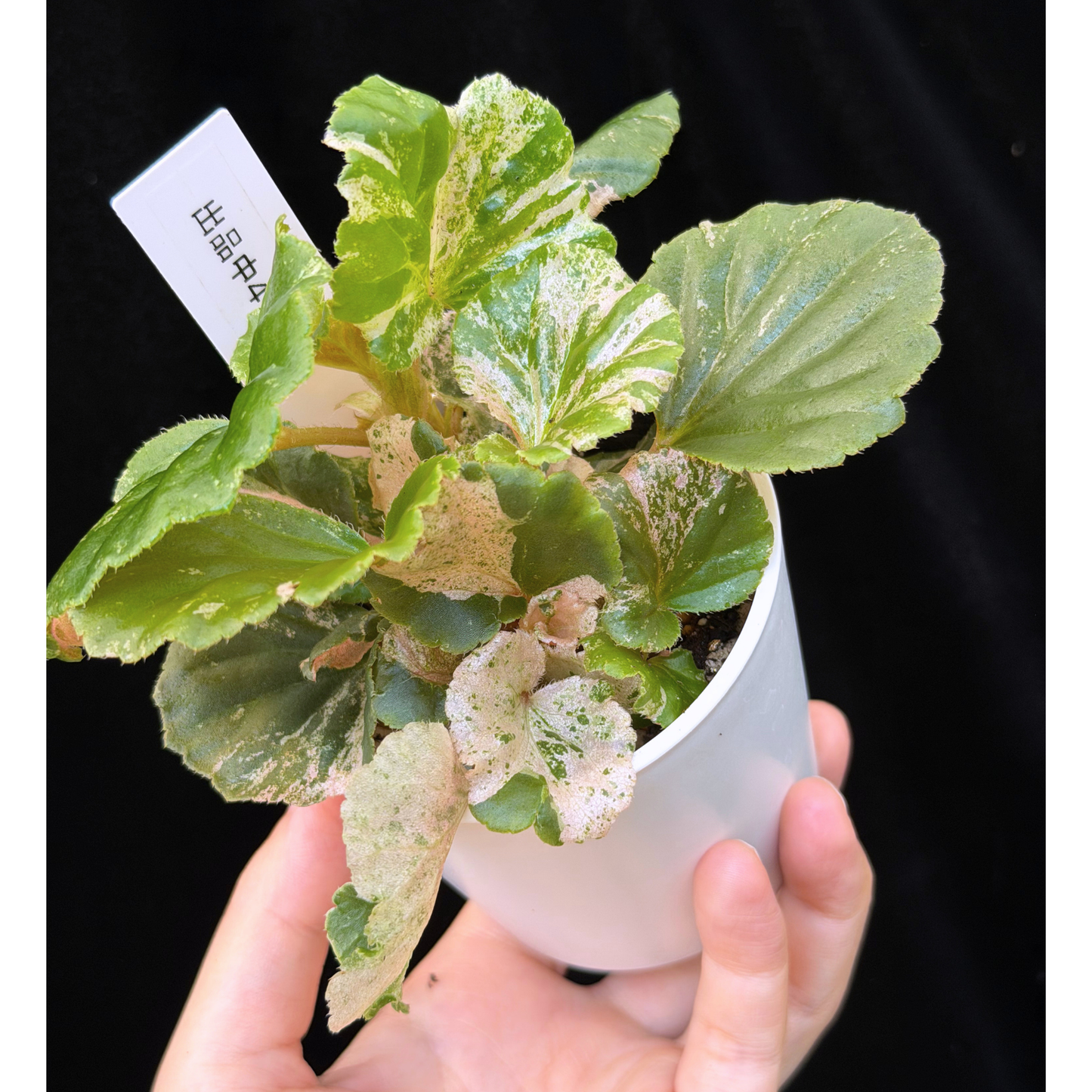 【一点もの】ベゴニア ククラータ ピンク斑入り begonia cucullata Pink variegated 希少 レア 4