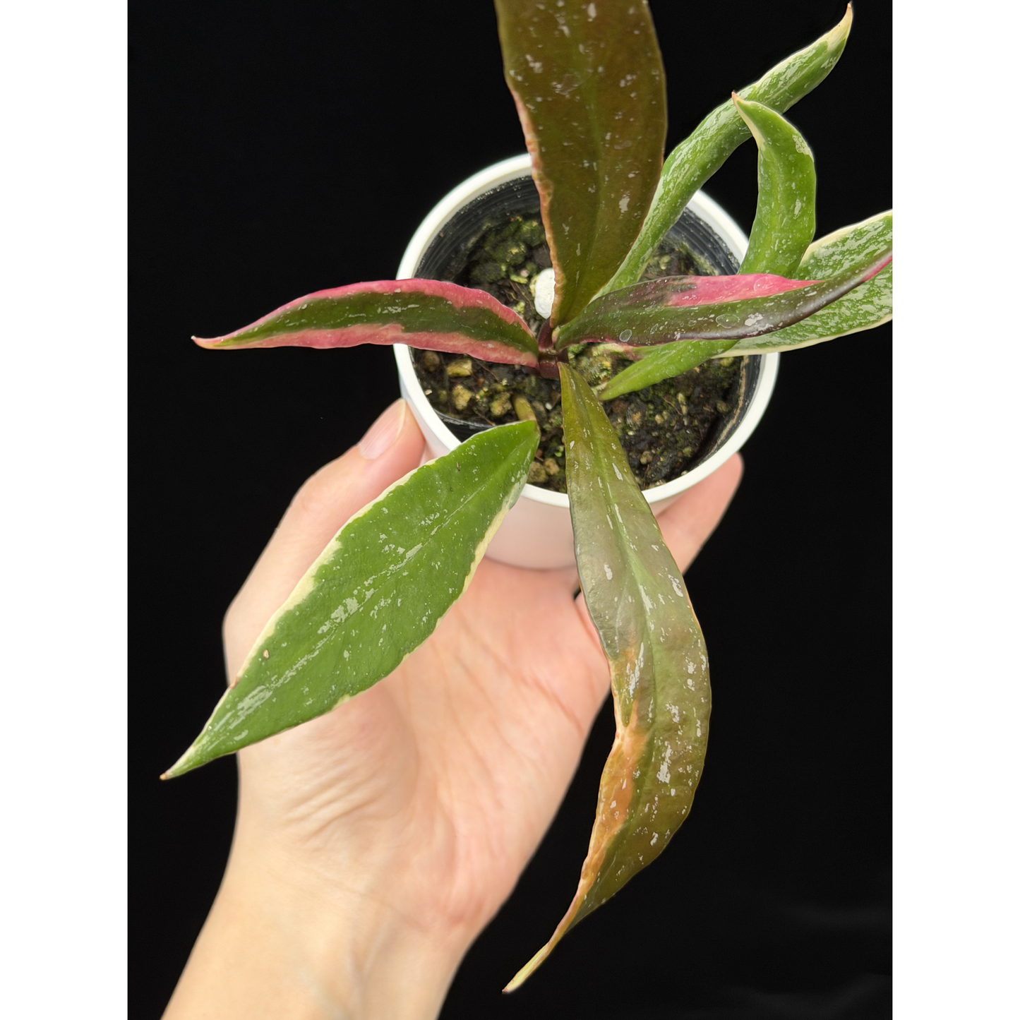 【一点もの】Hoya Pubicalyx Pink Silver albomarginata splash 希少 レア 3