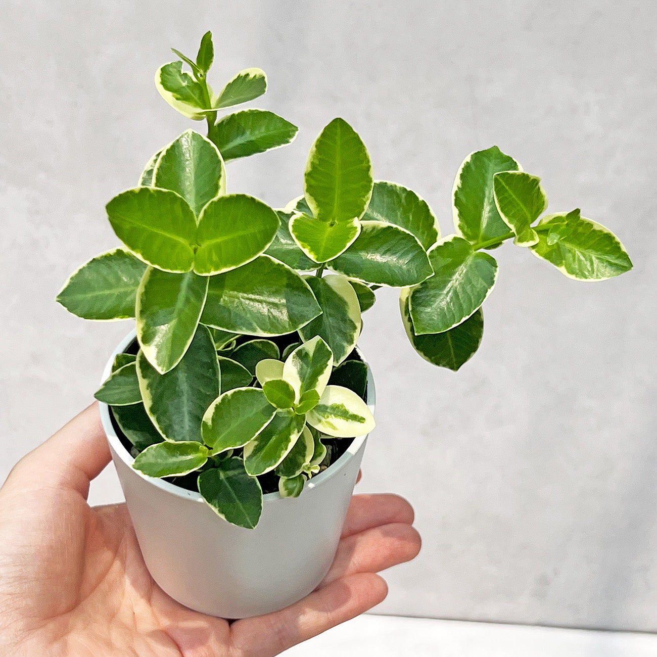 ホヤ クミンギアナ アルボマギナータ Hoya cumingiana 'Albomarginata' 斑入り