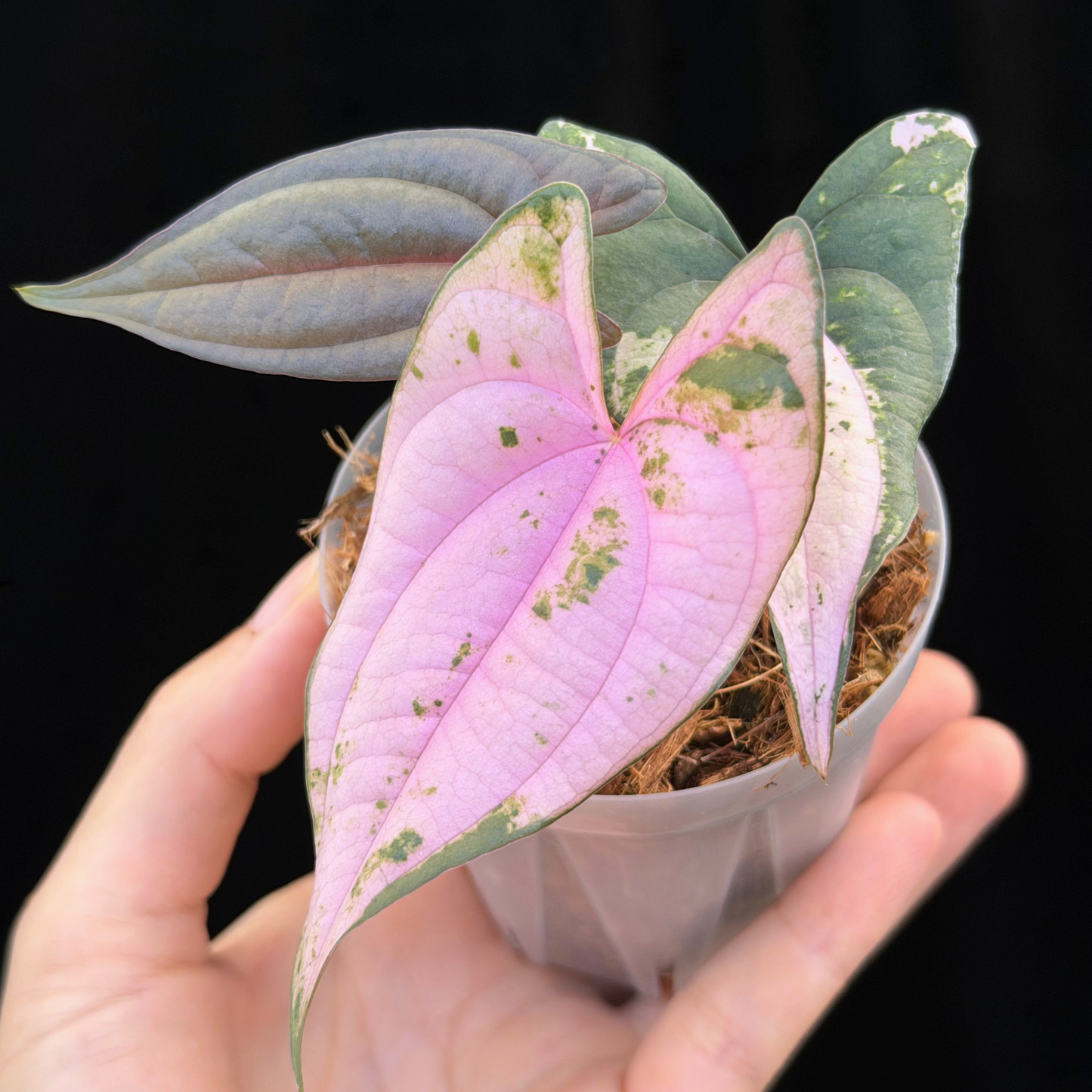 【一点もの】 Dioscorea filiformis ‘Gamma Ray’　ねこチップSS植え