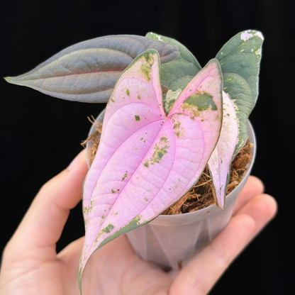 【一点もの】 Dioscorea filiformis ‘Gamma Ray’　ねこチップSS植え
