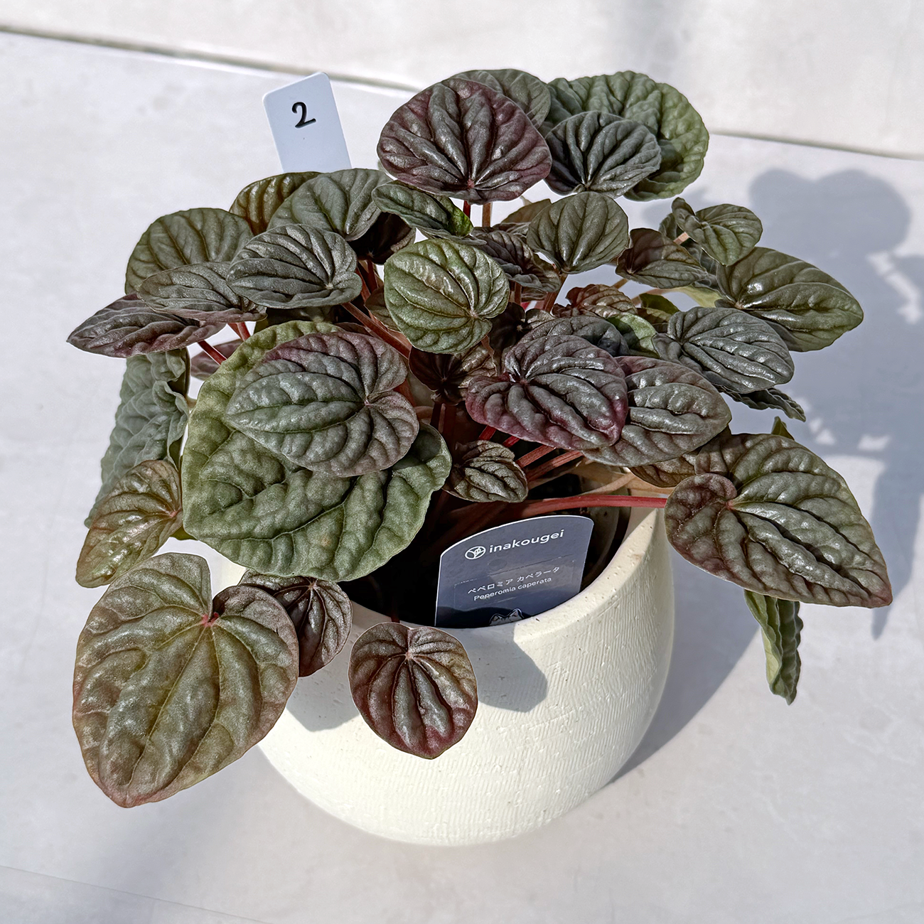 【一点もの販売】ペペロミアカペラータ 4号 陶器鉢カバー 白 2