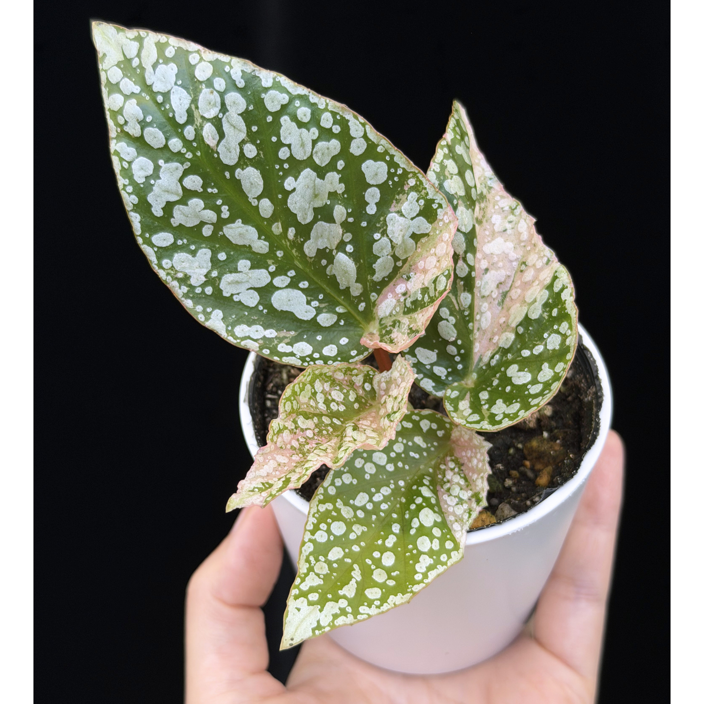 【一点もの】ベゴニア スノーキャップド ピンク斑入り Begonia Snow Capped variegata