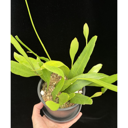 【一点もの】姫月下美人 4号 プラスチック鉢 BLACK PLASTIC POT 受け皿付き