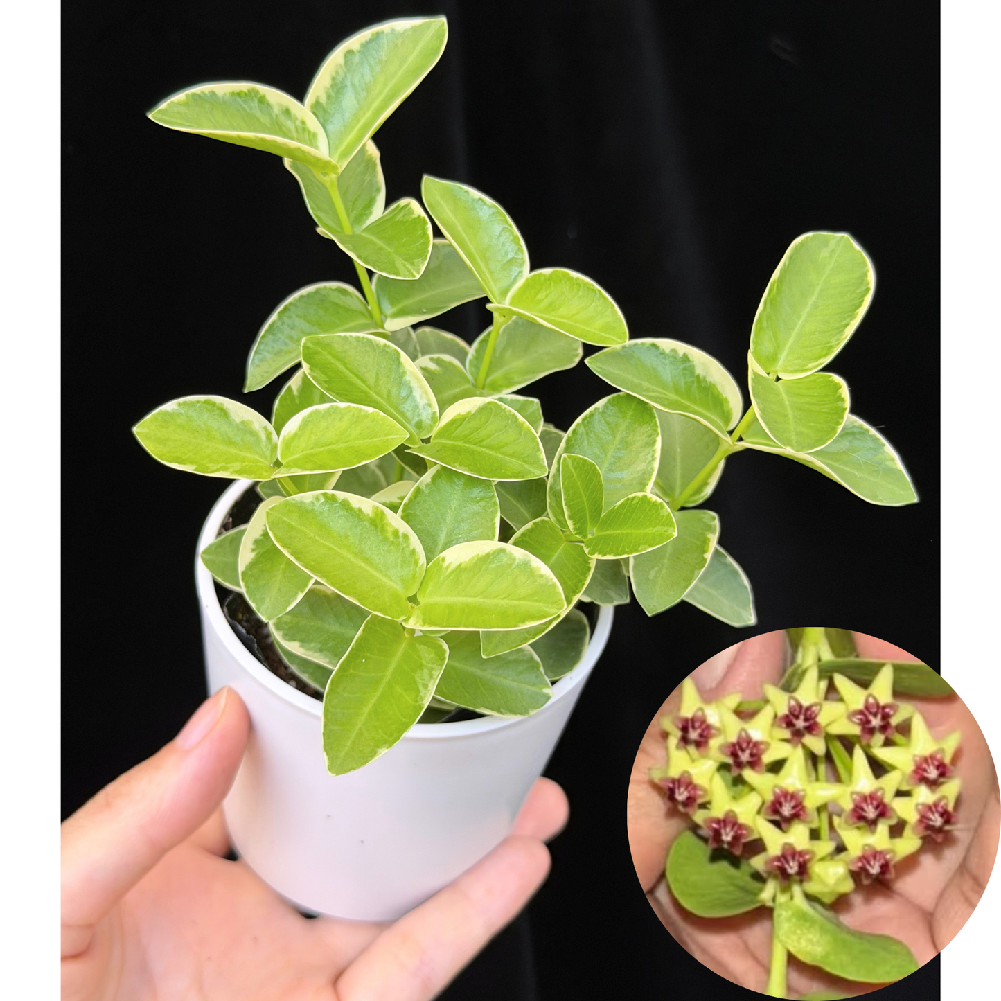 ホヤ クミンギアナ アルボマギナータ Hoya cumingiana 'Albomarginata' 斑入り