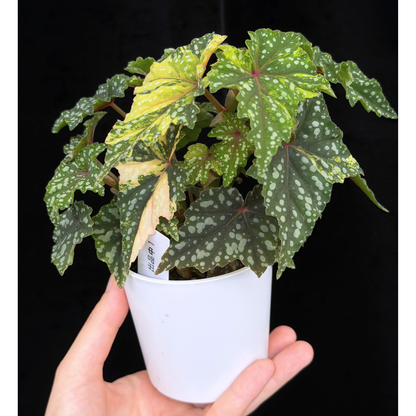 【一点もの】ベゴニア 出雲の煌星 斑入り Izumo no Kiraboshi variegated 希少 激レア 1