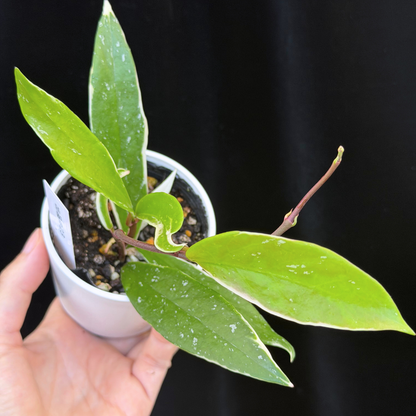 【一点もの】ホヤ プビカリクス ピンクシルバー アルボマギナータ スプラッシュ Hoya Pubicalyx pink silver albomarginata splash 希少 レア