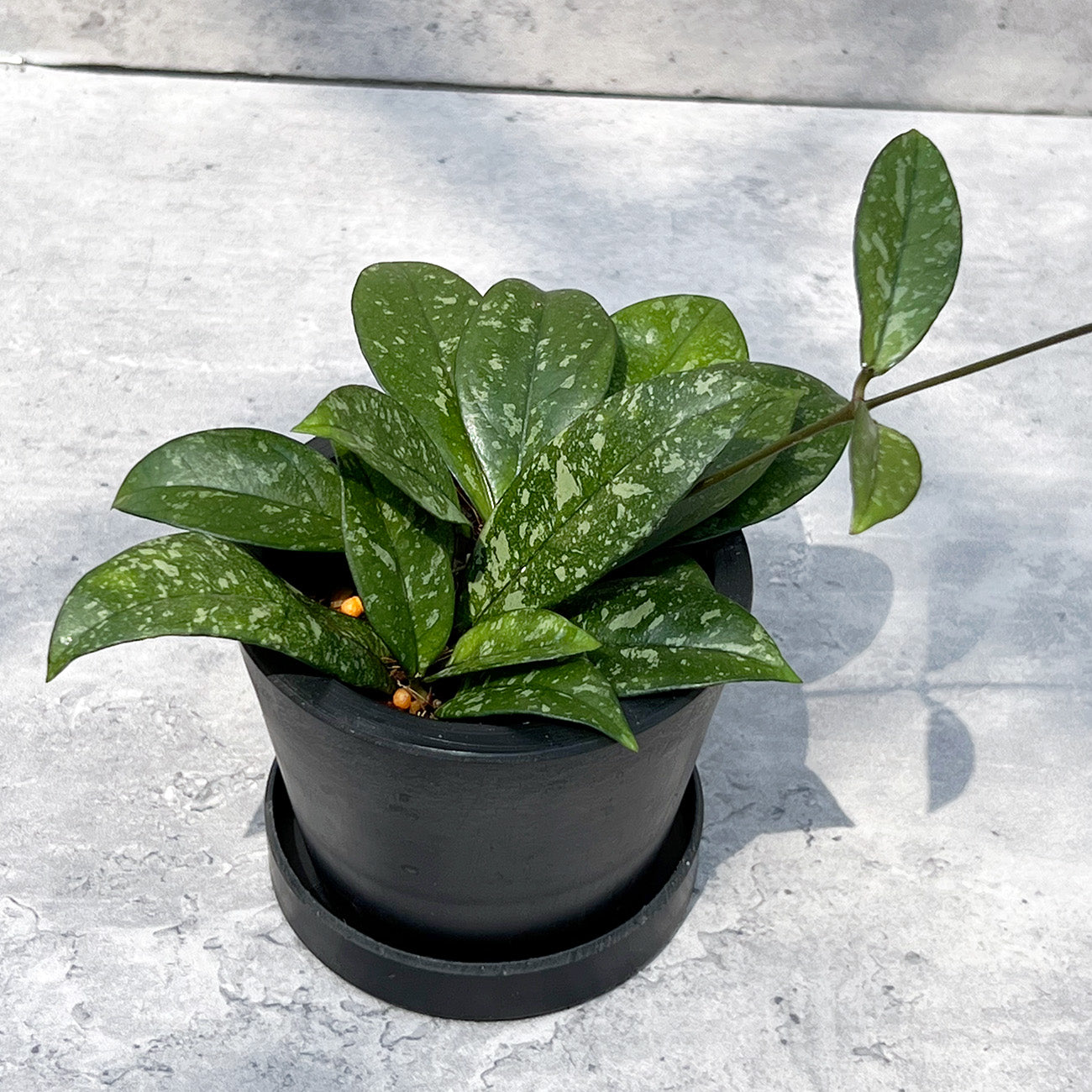 【現品販売】ホヤ クラシペティオラータ スプラッシュ 3号 プラスチック鉢 BLACK PLASTIC POT ねこチップ