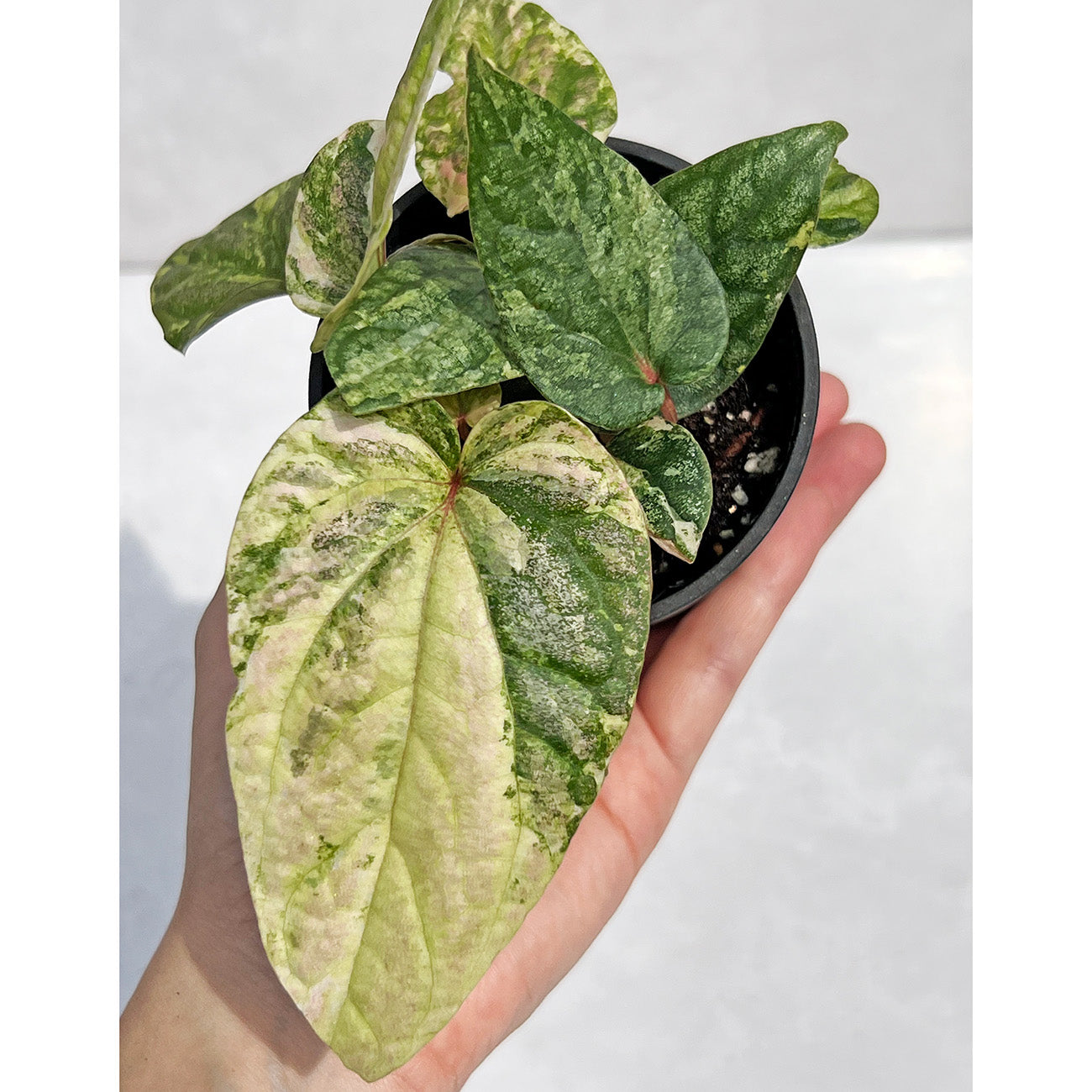 【現品販売】ピペル 斑入り Piper ‘Pink Variegated’ ピンクグリッター  直径8cmプラスチック鉢①