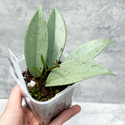 【現品販売】ホヤ プビカリクス シルバーゴースト Hoya Pubicalyx silver ghost 希少 レア ねこチップ 3