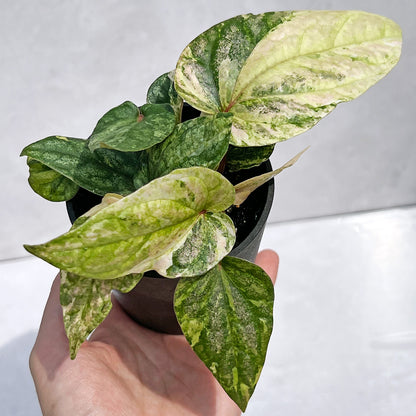 【現品販売】ピペル 斑入り Piper ‘Pink Variegated’ ピンクグリッター  直径8cmプラスチック鉢①