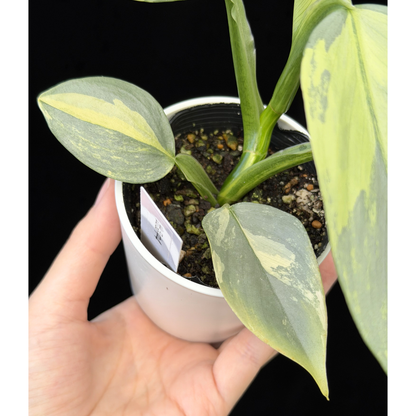 【一点もの】Philodendron Silver Sword Variegata フィロデンドロン シルバーソード 斑入り 4
