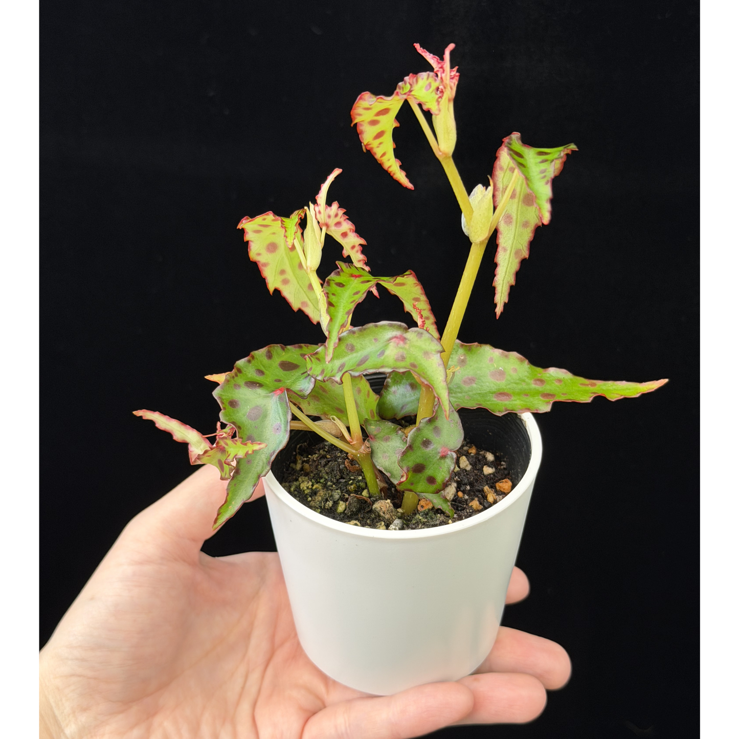 【一点もの】ベゴニア・アンフィオクサス Begonia amphioxus 2.5号