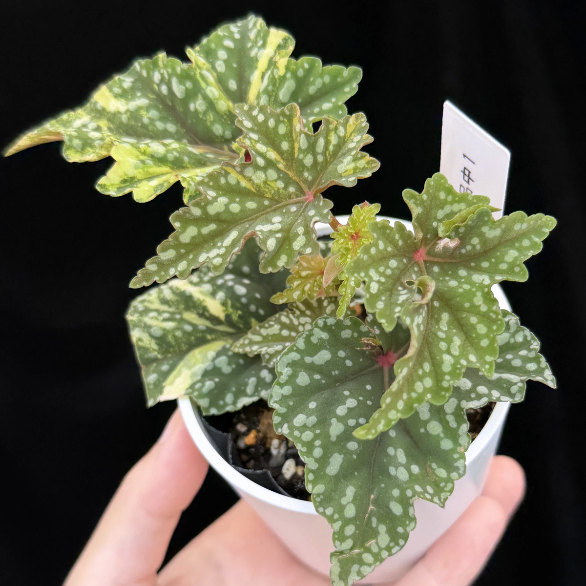 【一点もの】ベゴニア 出雲の煌星 斑入り Izumo no Kiraboshi variegated 希少 激レア 1