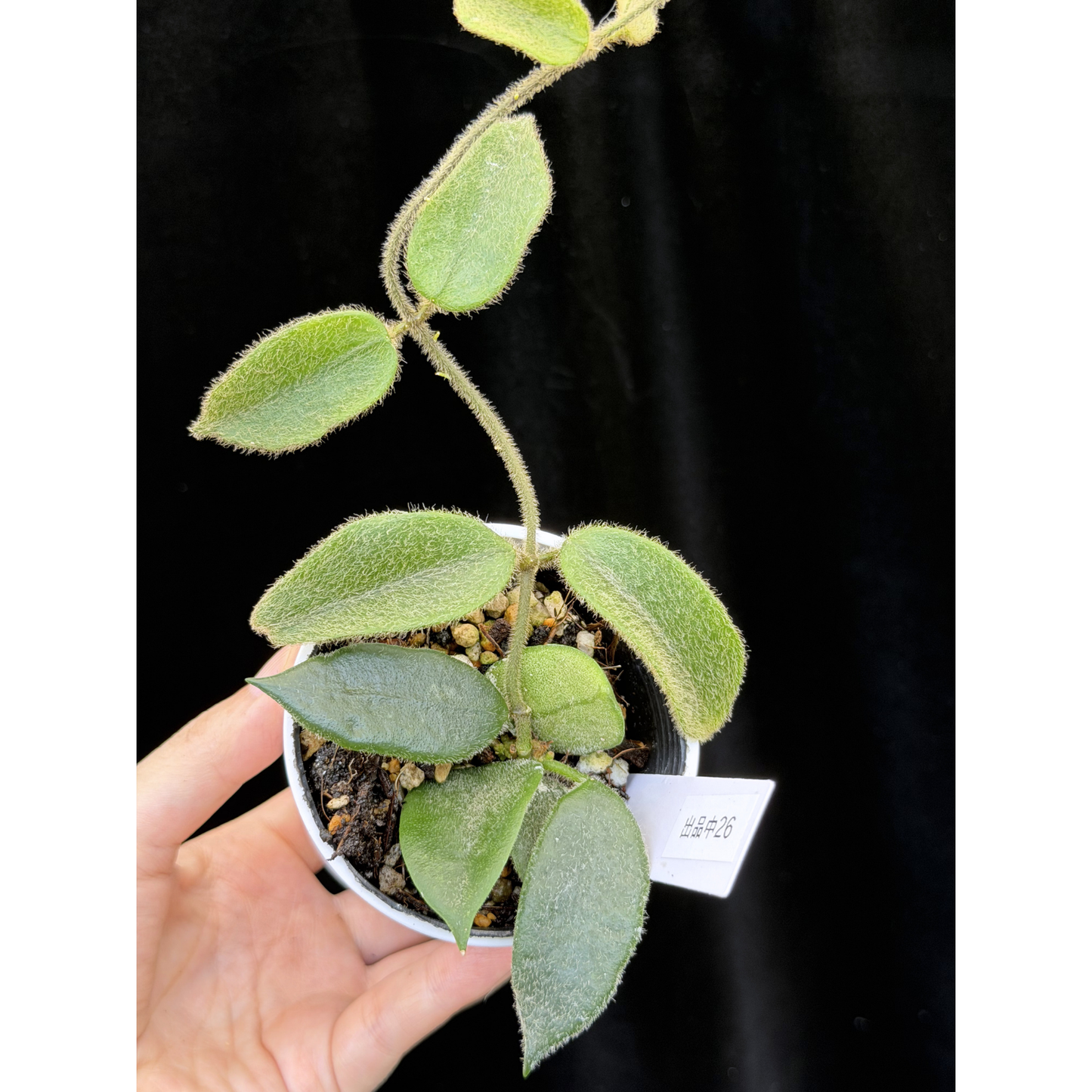 【一点もの】ホヤ トムソニー  Hoya thomsonii