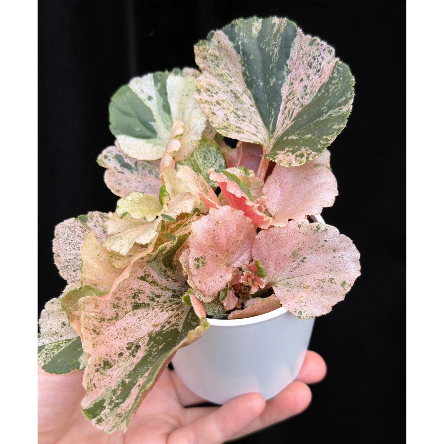 【一点もの】ベゴニア ククラータ ピンク斑入り begonia cucullata Pink variegated 希少 レア