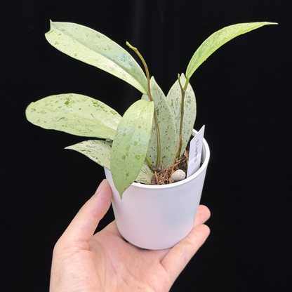 【一点もの】ホヤ プビカリクス シルバーゴースト Hoya Pubicalyx silver ghost 希少 レア ねこチップ 13