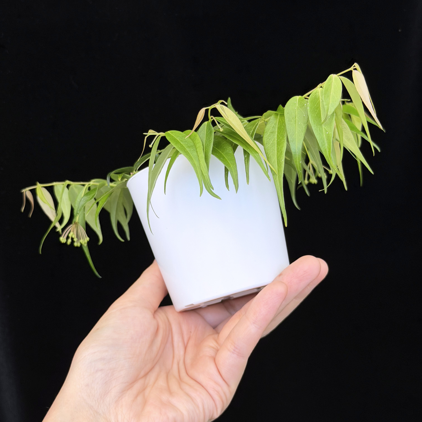 【一点もの】ホヤ レウカンサ 花座付き Hoya leucantha 希少 レア