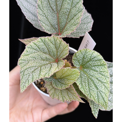 【一点もの】ベゴニア シンバッド Begonia Sinbad 17