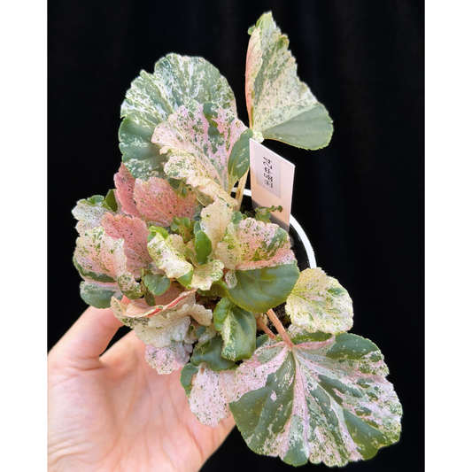 【一点もの】ベゴニア ククラータ ピンク斑入り begonia cucullata Pink variegated 希少 レア 24