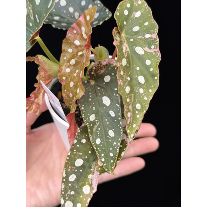 【一点もの】ベゴニア マクラータ ピンク 斑入り 10 希少 レア