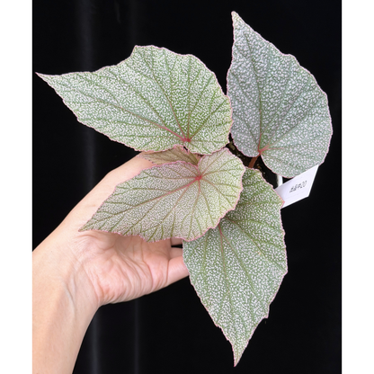 【一点もの】ベゴニア シンバッド Begonia Sinbad 20