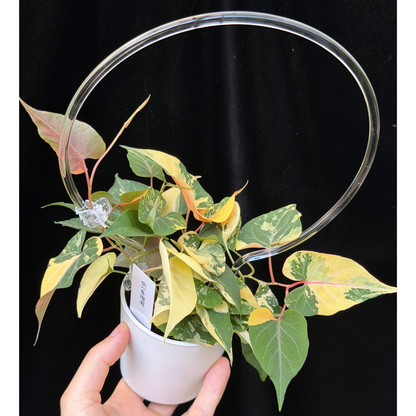 【一点もの販売】ファロピア マルチフローラ 斑入り クリア支柱Mサイズ仕立て Fallopia multiflora 'Variegata'　19
