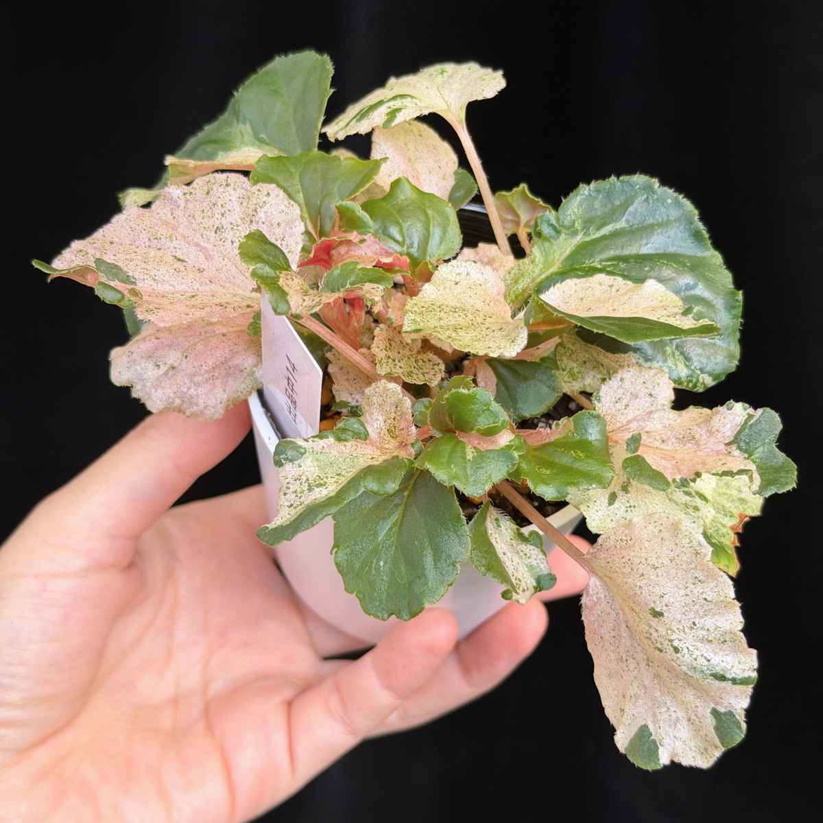 【一点もの】ベゴニア ククラータ ピンク斑入り begonia cucullata Pink variegated 希少 レア 14