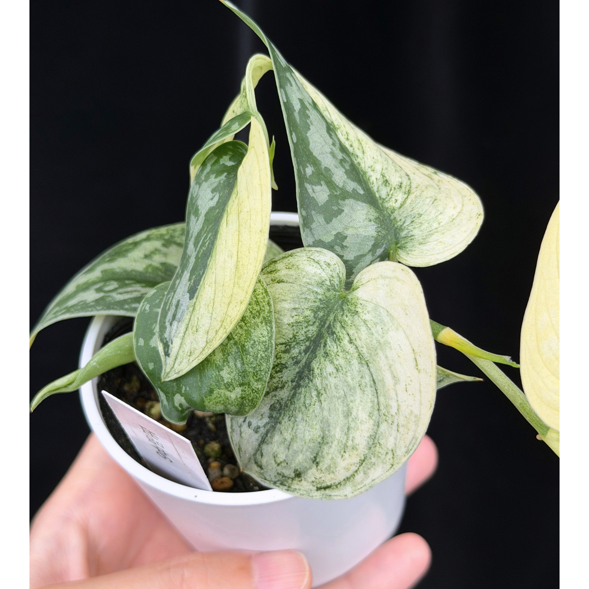 【一点もの】スキンダプサス ピクタス マヤリ Scindapsus Pictus variegata “ｍayari “ 6