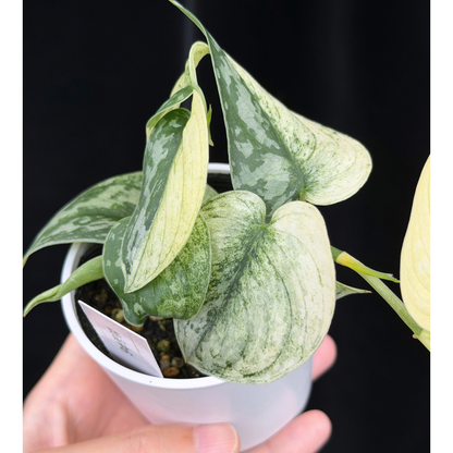 【一点もの】スキンダプサス ピクタス マヤリ Scindapsus Pictus variegata “ｍayari “ 6