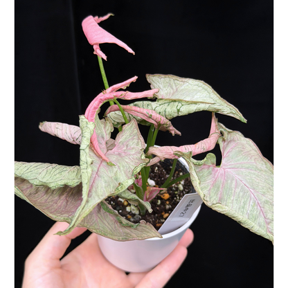【一点もの】シンゴニウム ピンクローリー Syngonium Pink Rolli 27