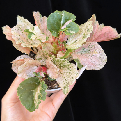 【一点もの】ベゴニア ククラータ ピンク斑入り begonia cucullata Pink variegated 希少 レア 5