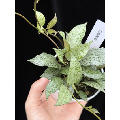 【一点もの】Hoya lacunosa moon shine ホヤ ラクノーサ ムーンシャイン 希少 レア 8