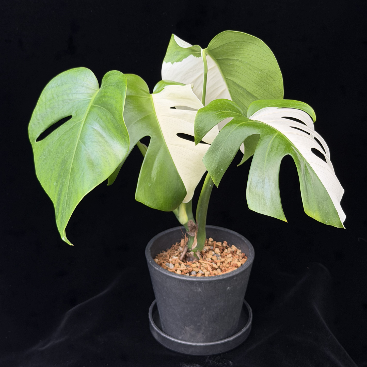 【一点もの】モンステラ ボルシギアナ ホワイトタイガー 斑入り ハーフムーン 4号 プラスチック鉢 BLACK PLASTIC POT 受け皿付き