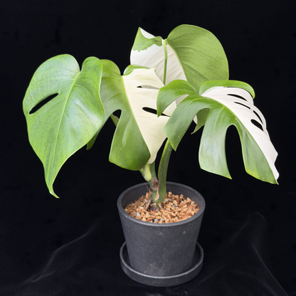 【一点もの】モンステラ ボルシギアナ ホワイトタイガー 斑入り ハーフムーン 4号 プラスチック鉢 BLACK PLASTIC POT 受け皿付き
